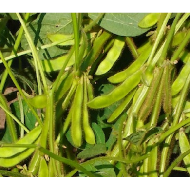 Соя насіннєва Віола (Viola), Середньостиглий, 95-110, Класичний, 1 репродукція