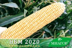 Сахарная кукуруза био НБМ 2020 F1, 100 000 семян (1,5 га), Желтое, Супер сладкая Sh2, Украина, Сахарная кукуруза, 76-80
