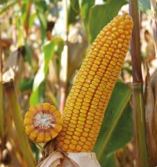 ДМС Ефес, 250, 2025