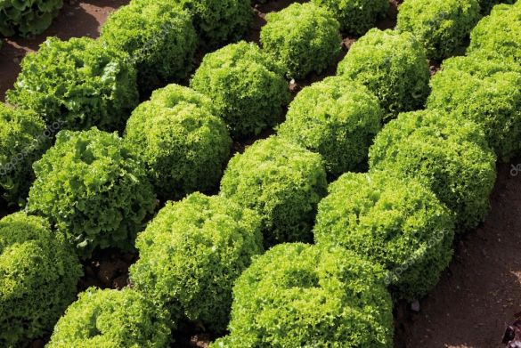 Салат Левістро, зелений Лолло Біондо, 15 шт, 15, Голландія