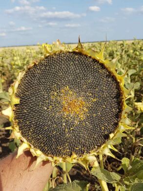 МАТРИЦА, Екстра, 2023, Гранстар, Ранньостиглий 105-107, ПП «НВП «Насіння», ПП «НВП «Насіння», A, B, C, D, E, F, да