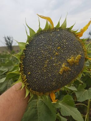 МАТРИЦА, Екстра, 2023, Гранстар, Ранньостиглий 105-107, ПП «НВП «Насіння», ПП «НВП «Насіння», A, B, C, D, E, F, да