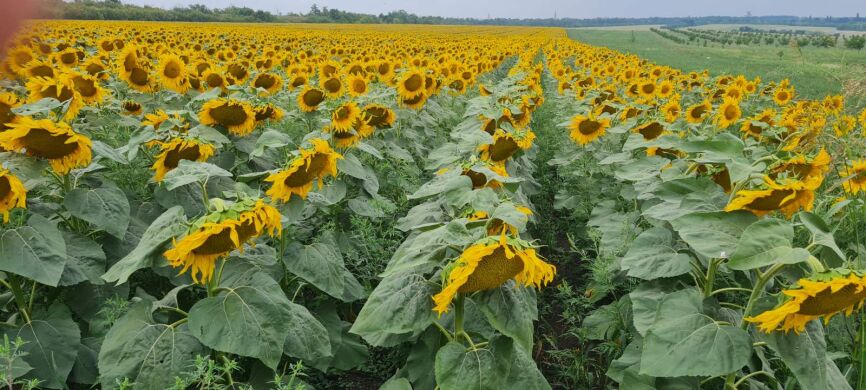 МАТРИЦА, Екстра, 2023, Гранстар, Ранньостиглий 105-107, ПП «НВП «Насіння», ПП «НВП «Насіння», A, B, C, D, E, F, да