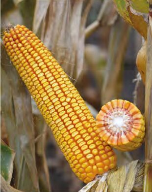 ДМС Гроно, 260, 2025