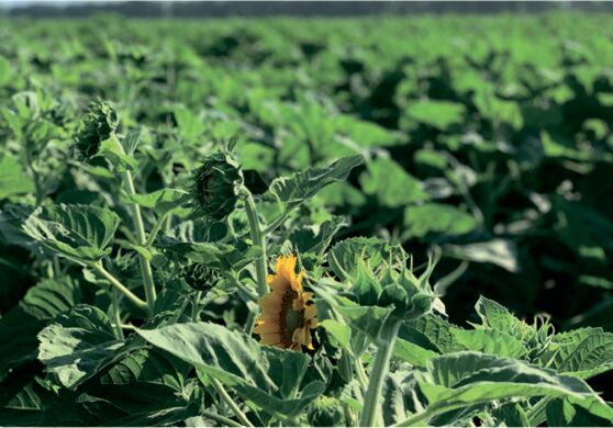 НС Х 8005, Стандарт, 2024, Гранстар, Ранньостиглий, 104-106, Юг Агролідер, NS Seme, A, B, C, D, E, F, G, да