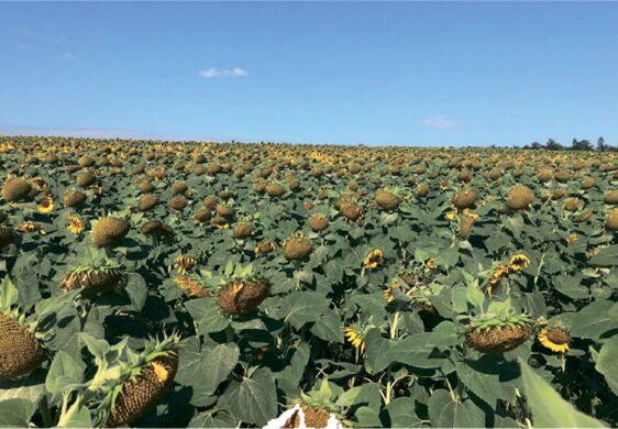 НС Х 8005, Стандарт, 2024, Гранстар, Ранньостиглий, 104-106, Юг Агролідер, NS Seme, A, B, C, D, E, F, G, да