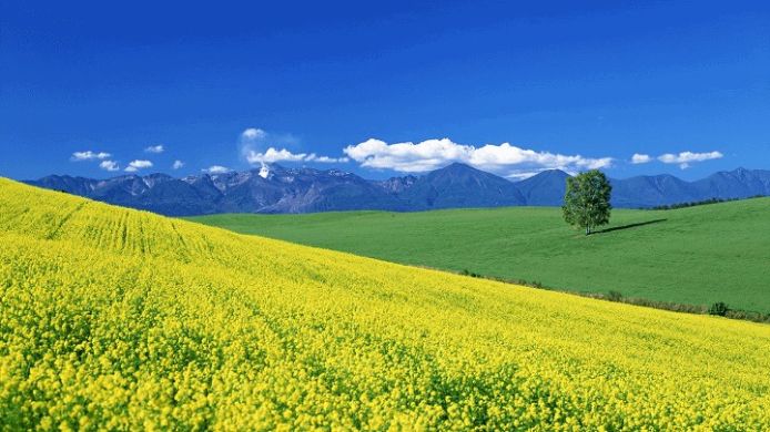 Ріпак Опус, Класичний, озимий, Чеська селекція, ранньостиглий, 275-285, 50-59, 3 млн. насінин