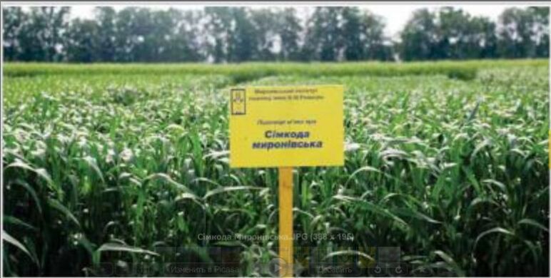 Пшениця яра Сімкода Миронівська, 1 тонна, біг-бег, Еліта