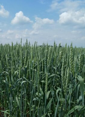 Пшениця яра Сімкода Миронівська, 1 тонна, біг-бег, Еліта