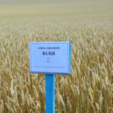 Пшениця Юлія, 1 тонна, біг-бег, 1 репродукція