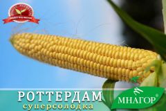 Сладкая кукуруза Роттердам F1, 100 000 семян (1,5 га), Желтое, Супер сладкая Sh2, Украина, Свежий рынок, Ультраранний, Сахарная кукуруза, 67-69