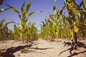 Почему фермеры увеличивают площади под кукурузу