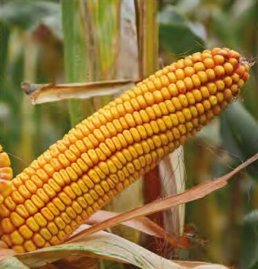 ДМС Домен, 260, 2025