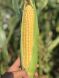 Суперсладкая кукуруза Імпресарио F1, 4 000 семян (7 соток), Желтый, Супер сладкая Sh2, Украина, Ультраранний, 65-70 дней, Сахарная кукуруза