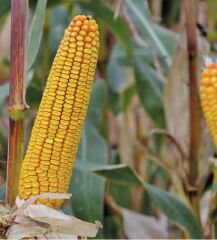 ДМС Шатл, 310, 2023