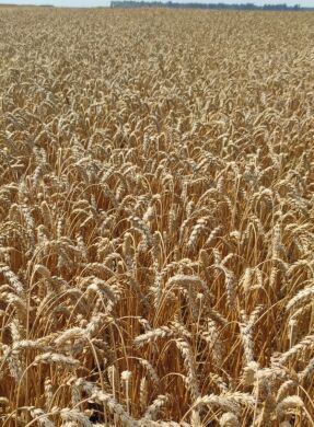 Пшениця яра КВС Шірокко, тонна, в мішках по 50 кг., Перша