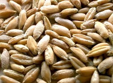 Ландар, 1 тонна, біг-бег, Еліта