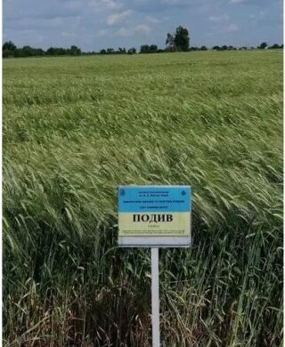 Ячмін ярий Подив, Тонна в мішках по 40 кг, Еліта