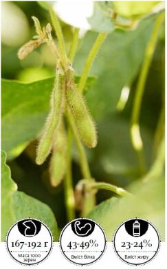 Атакама /00/ 2625 CHU, Среднеспелый, 110-115, Классический, 1 репродукция