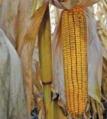 ДМ Паритет, 350, 2023