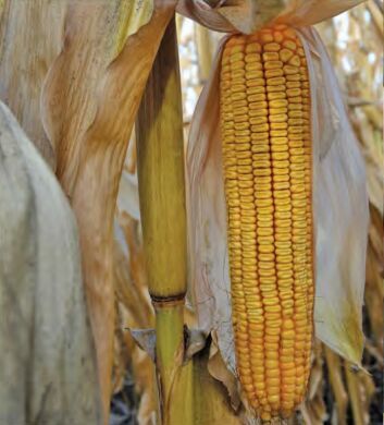 ДМ Паритет, 350, 2023