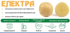 Картопля Електра (Голландія), середньостигла в сітці  5 кг