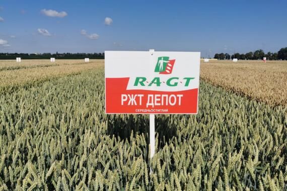 Пшениця озима РЖТ ДЕПОТ, тонна, в мішках по 50 кг., 1 репродукція