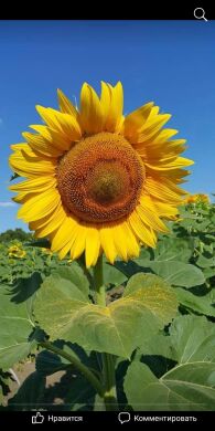 Бонмакс, Экстра +, 2025, Гранстар, Раннеспелый (110-115 дн.), ПП &laquo;НВП &laquo;Насіння&raquo;, ПП &laquo;НВП &laquo;Насіння&raquo;, A, B, C, D, E, F, G, да