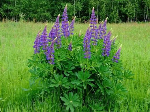 Локомотив, 1 тонна, біг-бег, Україна, Люпин вузьколистий