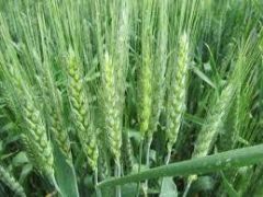 Сорт пшениці Манітоба, Seed Grain, Канада, 1 тонна, біг-бег, 1 репродукція
