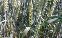 Озима пшениця Роял, Seed Grain, Канада, 1 тонна, біг-бег, 1 репродукція