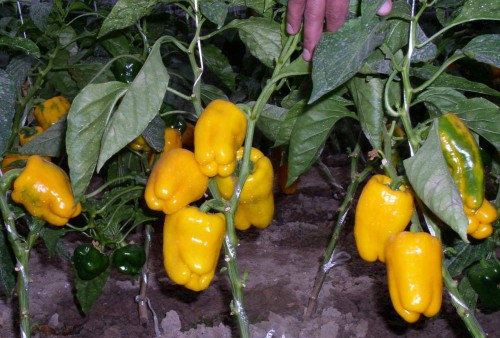 Насіння перця Джеміні F1 жовтий, 8 шт, 8, Голландія