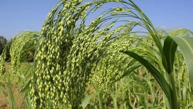 Константинівське, 1 тонна, біг-бег, Перша