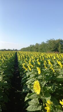 МАЧЕТЕ, Стандарт, 2024, Євро-Лайтнінг, Ранньостиглий (110-115 дн.), ПП «НВП «Насіння», ПП «НВП «Насіння», A, B, C, D, E, F