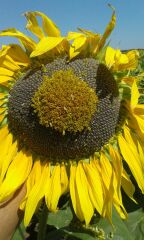 МАЧЕТЕ, Економ, 2024, Євро-Лайтнінг, Ранньостиглий (110-115 дн.), ПП «НВП «Насіння», ПП «НВП «Насіння», A, B, C, D, E, F, да