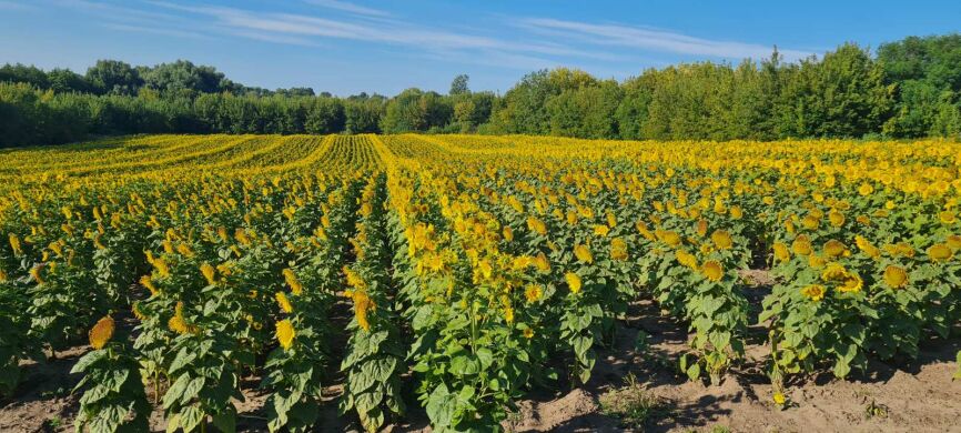 МАЧЕТЕ, Стандарт, 2024, Євро-Лайтнінг, Ранньостиглий (110-115 дн.), ПП «НВП «Насіння», ПП «НВП «Насіння», A, B, C, D, E, F