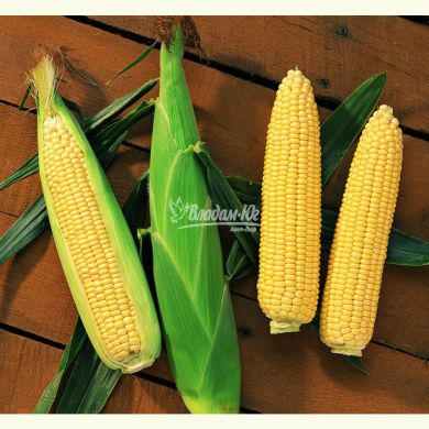 Цукрова кукурудза Сентінель F1 (Sentinel), 5 000 насінин, Жовтий, Супер цукрова Sh2, Франция, Консервація, Свіжий ринок, Пізньостиглий, Цукрова кукурудза, 81-85