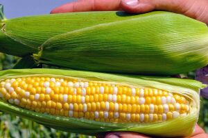 Как получить максимальную прибыль, выращивая суперсладкую кукурузу, или основные стратегии овощевода кукурузовода