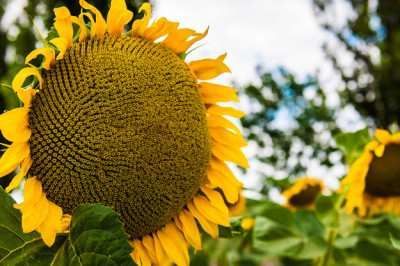 Подсолнечник Златсон, Экстра, 2018, Классический, Раннеспелые, 100-105, Институт сельского хозяйства степной зоны НААН Украины, Институт сельского хозяйства степной зоны НААН Украины, A, B, C, D, E, да