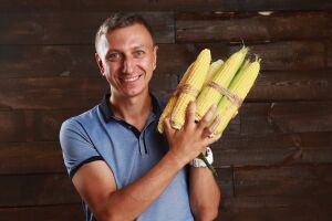 Українські селекціонери створили новий тип солодкої кукурудзи, який можна їсти навіть сирою