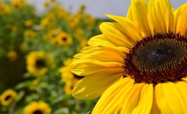 Гібрид соняшника Денвер, Євро-Лайтнінг, Clearfield, Середньоранній. 108-112 дн., Seed Grain, Seed Grain, Канада, A, B, C, D, E, F, да