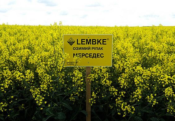 Семена озимого рапса Мерседес, Классический, озимый, Лембке NPZ, среднеспелый, 50-59