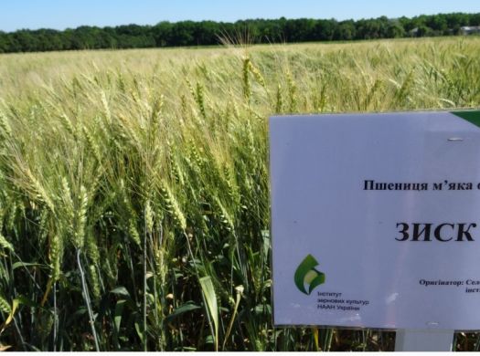 Пшениця Зиск, 1 репродукція, озима