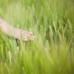 КВС ТАЛІС, 1 тонна, биг-бег, 1 репродукция