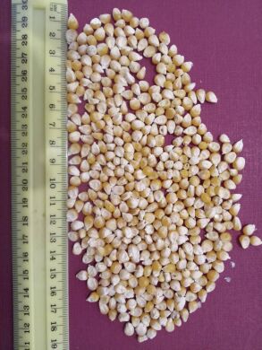 Сагайдачний F1 - розлусна (ПОПКОРН) кукурудза  (ФАО 280), 280, 2025, 50 насінин на 9 м&sup2;