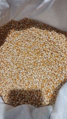 Сагайдачний F1 - розлусна (ПОПКОРН) кукурудза  (ФАО 280), 280, 2025, 50 насінин на 9 м&sup2;