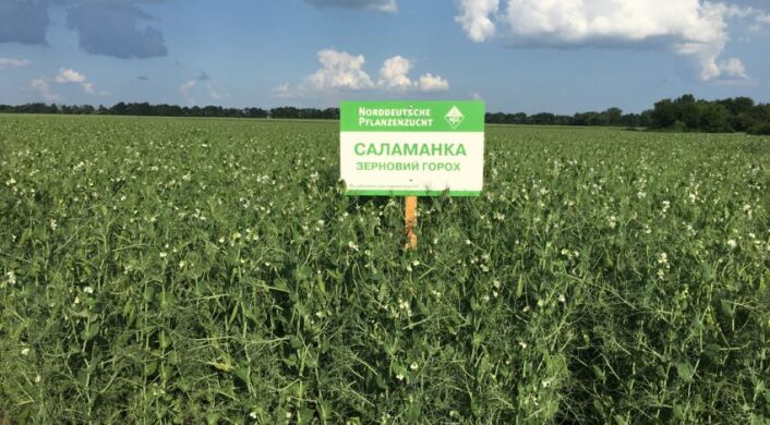 Горох Саламанка, Еліта, Середньоранній, Лембке NPZ, да