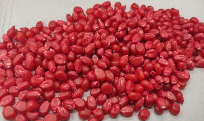 ГІБРИД КУКУРУДЗИ РУБІКОН, 250, Перша, 2025, 80 000