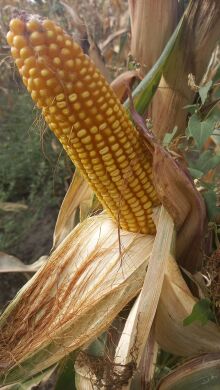 ГІБРИД КУКУРУДЗИ РУБІКОН, 250, Перша, 2025, 80 000