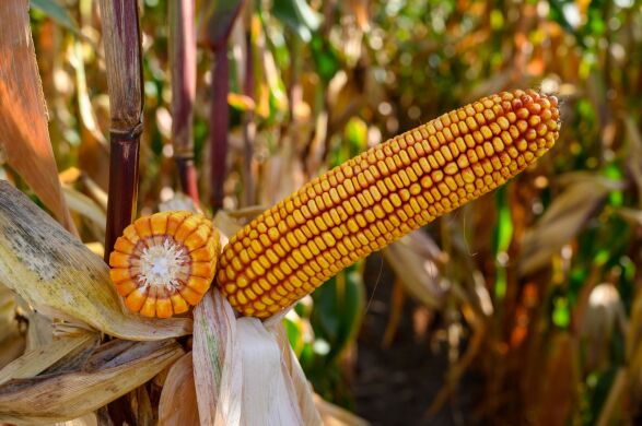 ГІБРИД КУКУРУДЗИ РУБІКОН, 250, Перша, 2025, 80 000